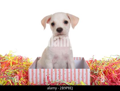 Portrait d'un adorable petit chiot chihuahua mélange de laboratoire assis dans une boîte à rayures roses entourée d'une visionneuse colorée face à des confettis, isolé sur blanc b Banque D'Images