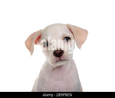 Portrait d'un adorable petit mélange de laboratoire chihuahua chiot assis face à la visionneuse, isolé sur fond blanc. Banque D'Images