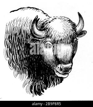 Tête de bison américain. Encre noir et blanc Banque D'Images