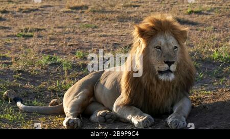 un majestueux lion masculin, rétroéclairé par le soleil du matin, regarde à droite à serengeti Banque D'Images