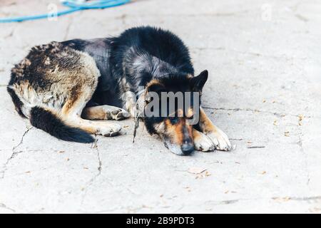 Dermatite et maladie de grand chien malade sur la peau de chien, zone de patchy chauve de la peau chez les chiens, alopecia Banque D'Images