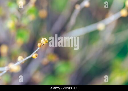 Jeunes pousses de cassis touchées par les acariens. Maladie plante de cassis affectée par le parasite, les ravageurs dans le jardin Banque D'Images