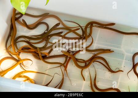 Anguilles marécageuses asiatiques (Monopterus albus) à vendre sur un marché thaïlandais Banque D'Images