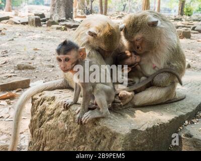 Macaque indien (Macaca leonina). Famille de macaques indiens assis sur le tronc d'arbre dans la zone du temple d'Ancor Wat. Cambodgien Banque D'Images