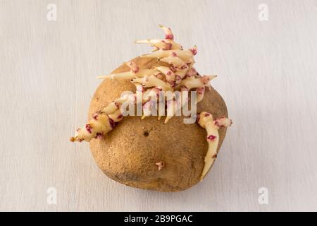 Faire passer les pommes de terre sur une table rustique en bois blanc Banque D'Images