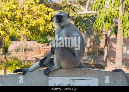 Singe de Langur Mandore Garden Jodhpur Rajasthan Inde Banque D'Images