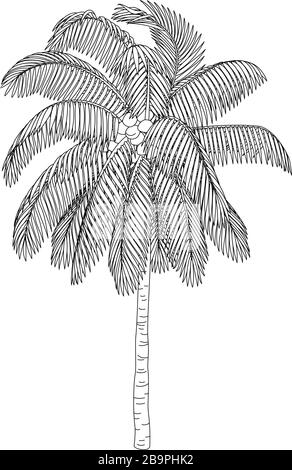 Arbre de palmiers à noix de coco à clipart de plante dessinée à la main Vector Illustration de Vecteur