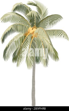 Arbre de palmiers à noix de coco à clipart de plante dessinée à la main Vector Illustration de Vecteur