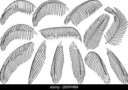 feuilles de palmier de noix de coco à clipart de plante dessinée à la main vector Illustration de Vecteur