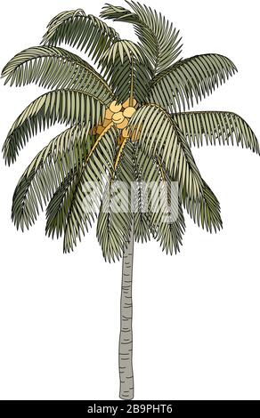 Arbre de palmiers à noix de coco à clipart de plante dessinée à la main Vector Illustration de Vecteur