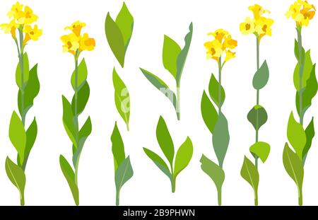 Vecteur plante dessinée à la main clipart Canna lys fleurs ensemble Illustration de Vecteur