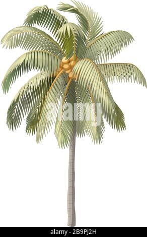 Arbre de palmiers à noix de coco à clipart de plante dessinée à la main Vector Illustration de Vecteur