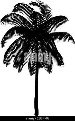 Arbre de palmiers à noix de coco à clipart de plante dessinée à la main Vector Illustration de Vecteur