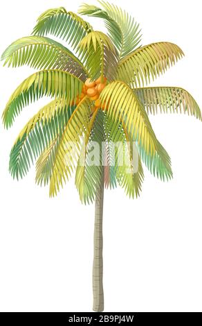 Arbre de palmiers à noix de coco à clipart de plante dessinée à la main Vector Illustration de Vecteur