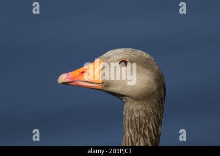 Une photo de tête d'une magnifique OIE de Graylag, Anser anser, debout sur la rive d'une rivière. Banque D'Images