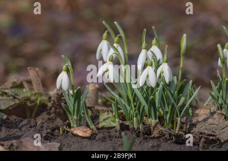 Délicate fleur de neige. Bouquet de chutes de neige. Fleurs de printemps de Snowdrop. Banque D'Images