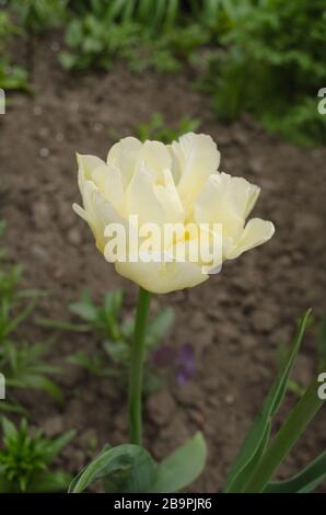 Tacoma, mont tulipe blanc pur dans le jardin. Tulipes blanches fleur dans le jardin arrière-plan Banque D'Images