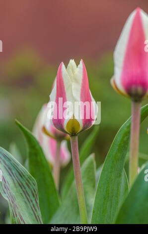 Le feuillage présente des rayures bordeaux. Tulipes de culture fraîche dans le jardin sur fond naturel flou Banque D'Images