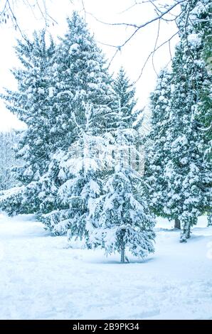 Beau parc en hiver. Branche de sapin recouverte de neige. Banque D'Images