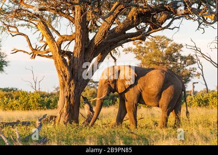 Un grand éléphant mâle vu sous un grand arbre Camelthorn dans le parc national de Hwange au Zimbabwe. Banque D'Images