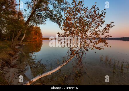 bouleau courbé sur l'eau du lac. Paysage d'automne Banque D'Images