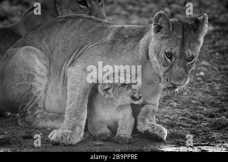 Mono cub avec lioness au trou d'eau Banque D'Images