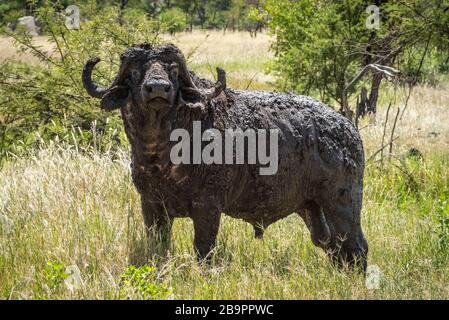 Le buffle de cap boueux est dans l'herbe longue Banque D'Images