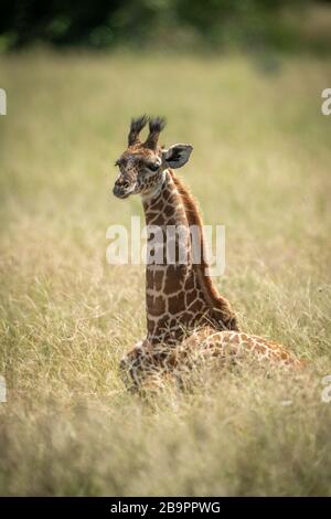 Mollet de girafe de Masai allongé dans l'herbe longue Banque D'Images