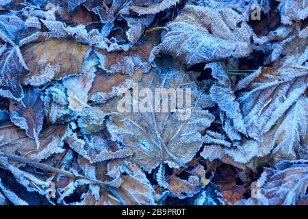 feuilles surgelées au sol - arrière-plan naturel abstrait Banque D'Images