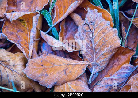 ancienne feuille de hêtre tombée dans le givre bleu - fond abstrait Banque D'Images