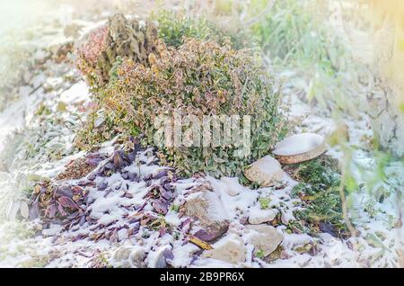 Toboggan alpin avec plante colorée dans le jardin d'hiver en soirée soleil. Glissoire alpine enneigée Banque D'Images