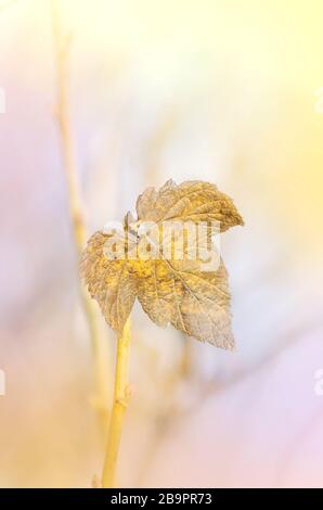 La dernière feuille de l'arbre. Feuille d'automne gelée Banque D'Images