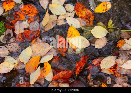 Fond naturel abstrait avec feuilles d'automne sur sol humide Banque D'Images