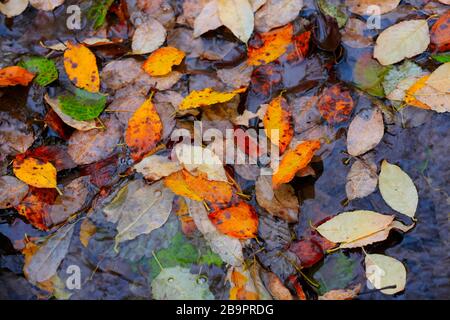 joli float de feuilles d'automne dans l'eau Banque D'Images