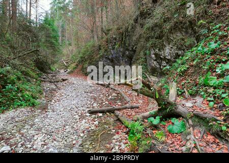 Paysage avec gorge de montagne dans la région de Slovenky Raj, Slovaquie Banque D'Images