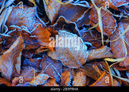 Beauté feuilles d'automne dans le givre sur le sol Banque D'Images
