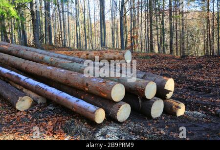 La pile de bois de grumes se trouve sur la prairie forestière. Piles de grumes en bois. Pile de bois de chauffage. Déforestation. Problème écologique. Banque D'Images