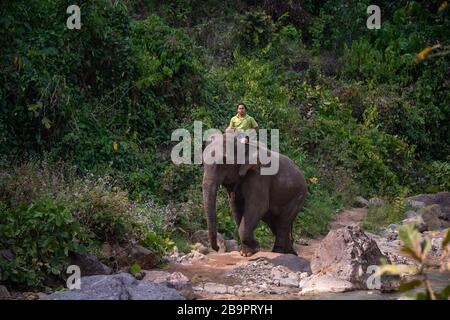 Kalaw, Myanmar - Janvier 2020: Un Mahout fait un éléphant d'Inde le long d'un sentier rocheux dans un paysage vert, Banque D'Images