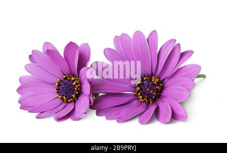 Merveilleux Daisy (Marguerite, Bornholmmargerite) isolé sur fond blanc, y compris le chemin d'écrêtage sans ombre. Banque D'Images