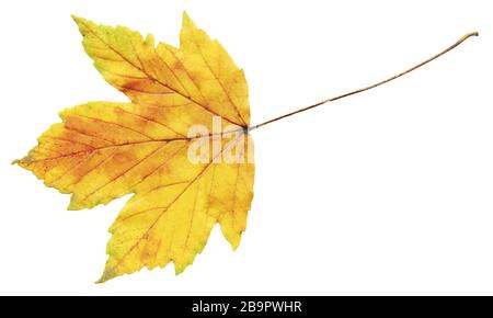Feuille d'érable d'automne séchée jaune. Feuille d'érable jaune d'automne sèche isolée Banque D'Images