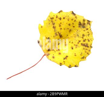Feuille de tremble d'automne multicolore. Feuilles d'automne isolées de tremble Banque D'Images
