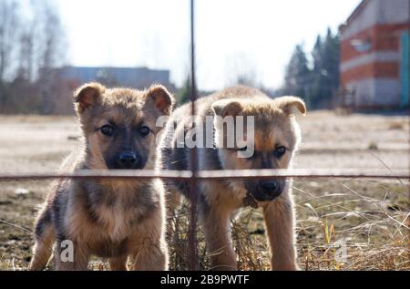 Deux petits chiens errants mignons sont assis seuls derrière les bars, regardant l'appareil photo et vous chassant. Animaux de compagnie sans abri perdus sans maître. Chien sympathique lo Banque D'Images