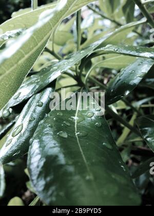 Les gouttes de pluie sur les feuilles de l'arbuste pittosporum Banque D'Images