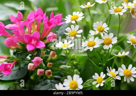 Jardin idylle en été avec des daisies. Allemagne Banque D'Images