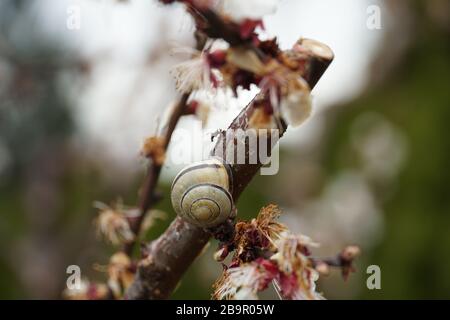 coquille d'escargot fixée sur une branche d'un arbre décoratif avec des fleurs flétrissent Banque D'Images