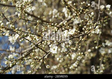 La prune sauvage en fleur ferme les branches densément couvertes par de petites fleurs et bourgeons blancs Banque D'Images