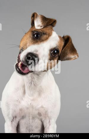 Portrait d'un chien Parson Russell Terrier au Royaume-Uni. Banque D'Images