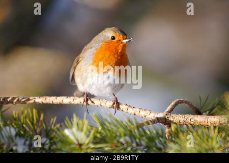 Robin erithacus rubecula, dans le pin écossais dans la neige, Aberdeenshire Banque D'Images