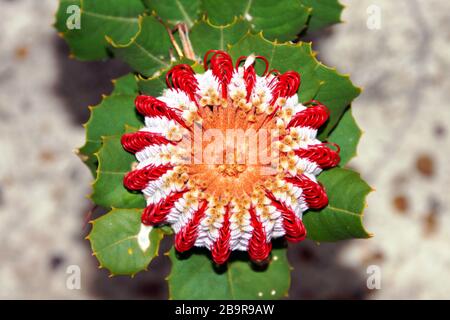 Fleur rouge et blanche de la banksia écarlate (Banksia coccinea), endémique du sud-ouest de l'Australie occidentale, vue d'en haut Banque D'Images