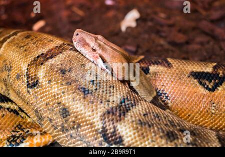 Vue rapprochée du serpent constricteur de Boa Banque D'Images